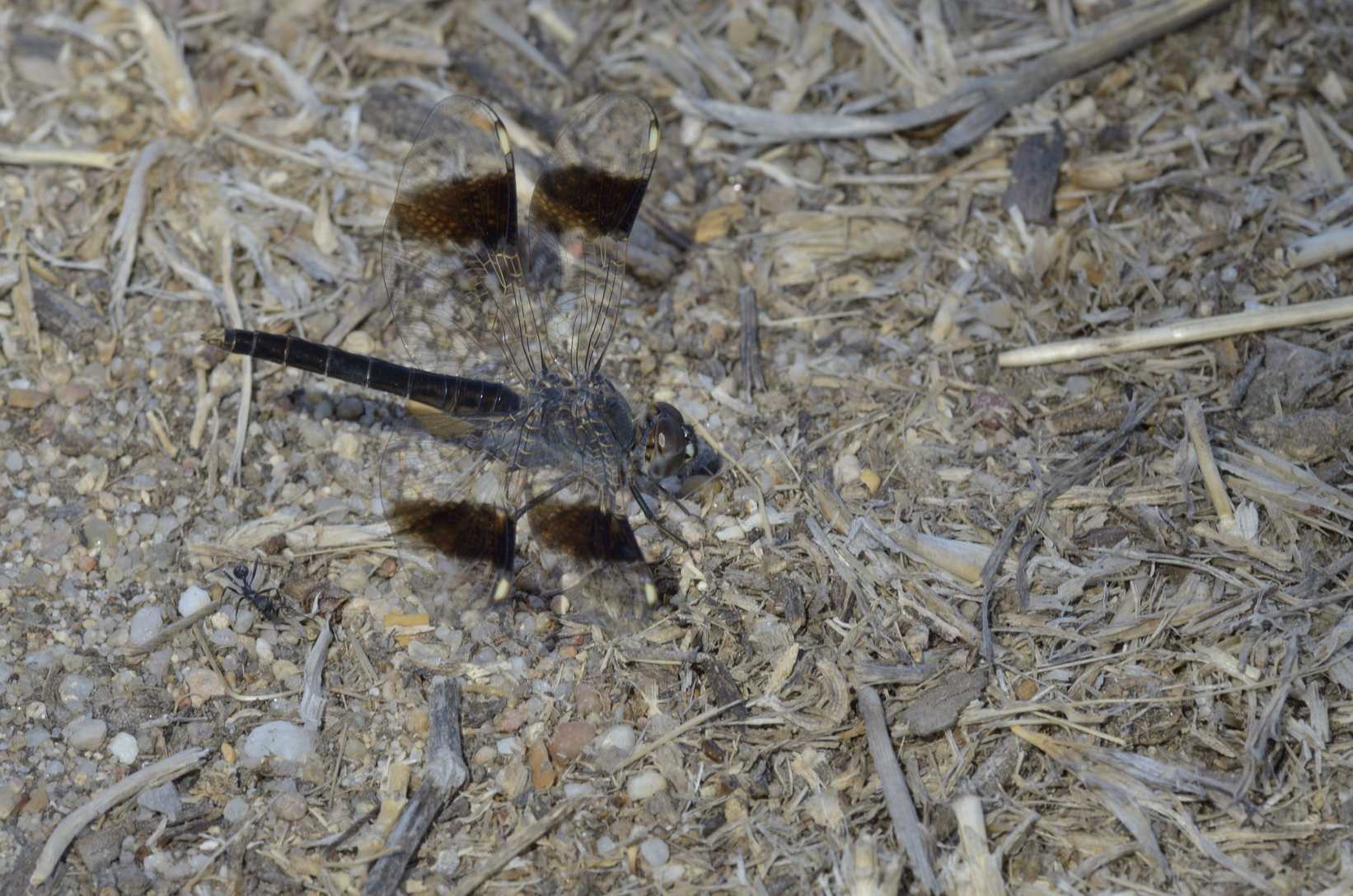 Brachythemis impartita ?  S. maschio !